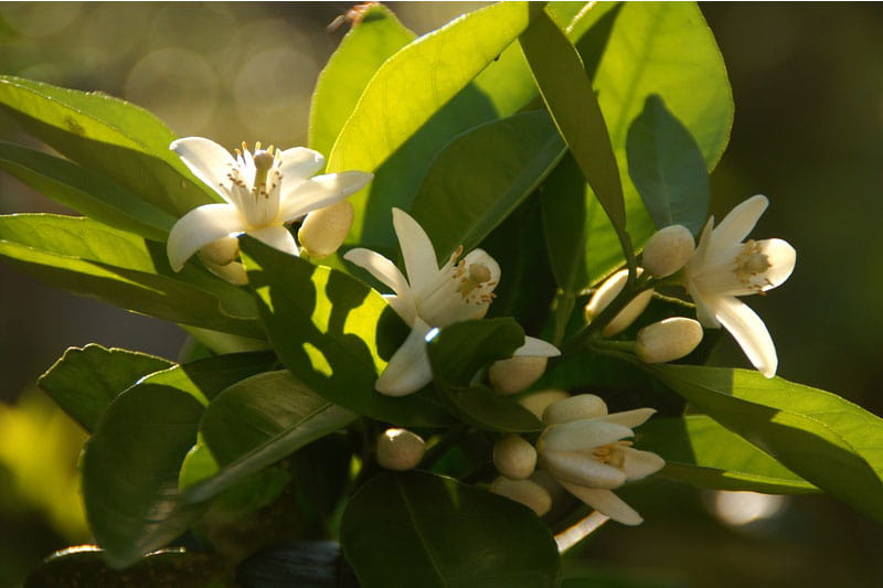 Bild zur Plantage  Region Sierra Maestra - Spitzen-Kaffee aus Kuba