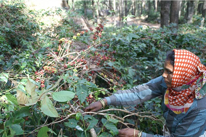 Bild zur Plantage  Mangalore, Malabar Region - einzigartiger Monsun Kaffee aus Indien