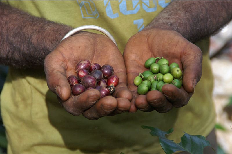 Bild zur Plantage  Mangalore, Malabar Region - einzigartiger Monsun Kaffee aus Indien