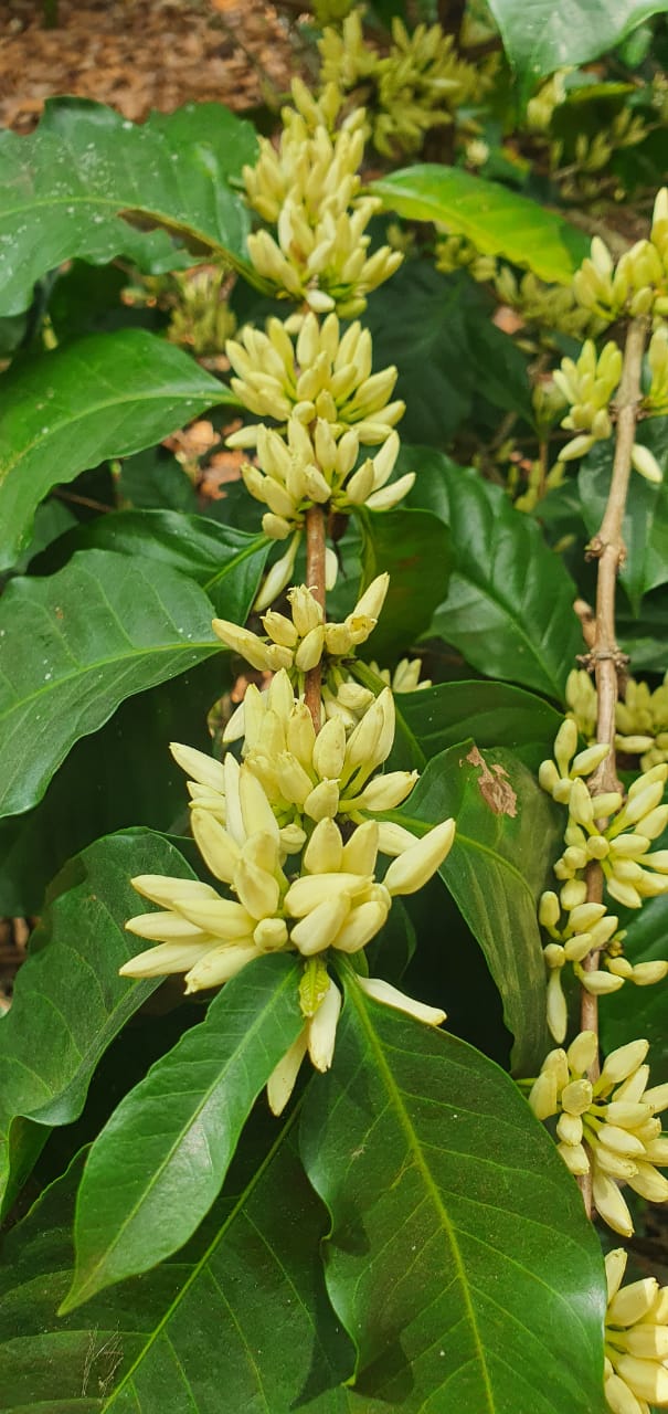 Bild zur Plantage  Finca Las Veraneras - herausragende Kaffeebohnen und Aromen aus El Salvador