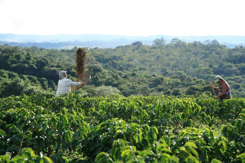 Bild zur Plantage  Fazenda da Lagoa Estate - feine Kaffeebohnen aus Brasilien