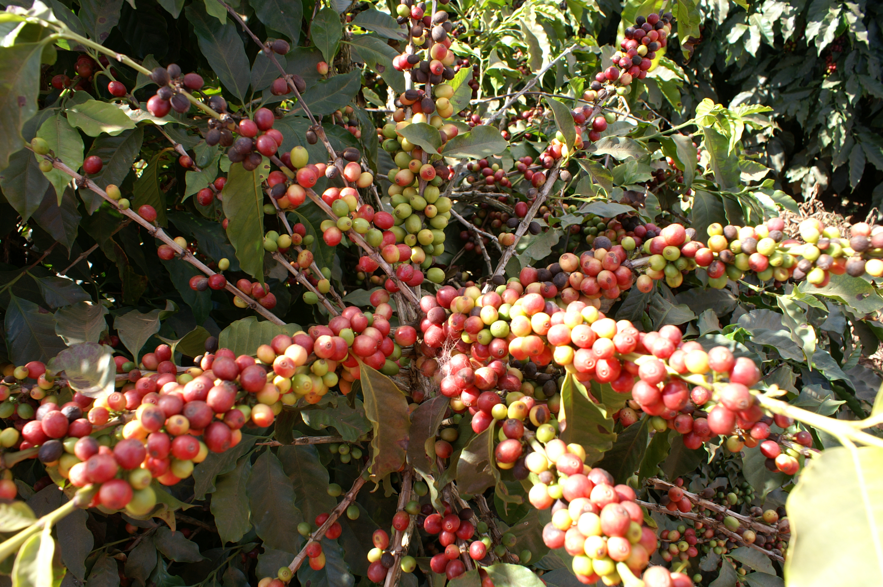 Bild zur Plantage  Cooperativa Mejillones - aromatische Kaffeebohnen aus Bolivien