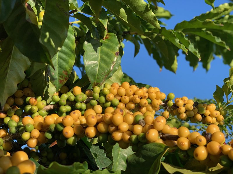 Bild zur Plantage  Skybury Estate - außergewöhnlich einzigartiger Kaffee aus Australien