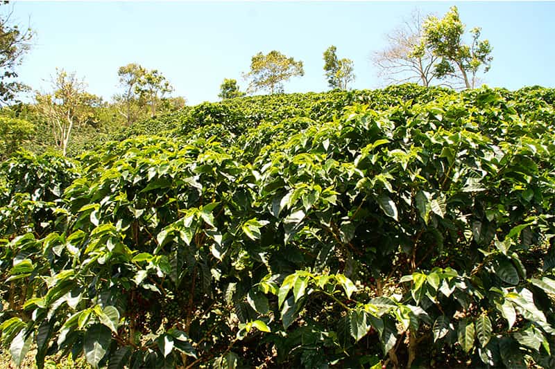 Bild zur Plantage  Specialty Program of Becamo - ideale Bedingungen für den Kaffeeanbau in Honduras