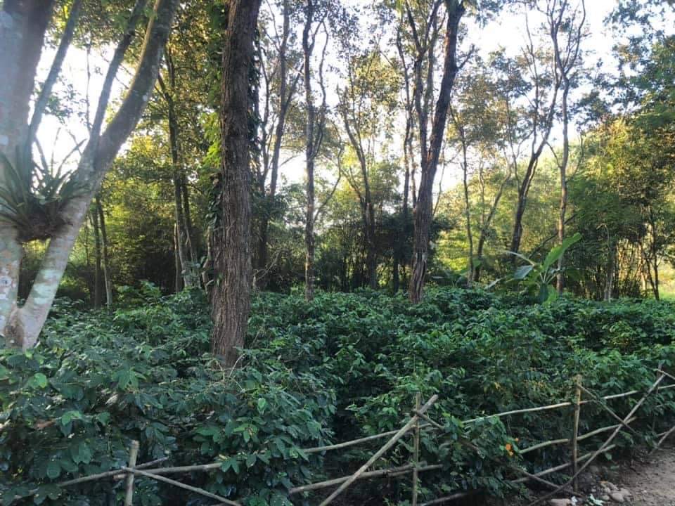 Bild zur Plantage  Gauribesi Estate - unverwechselbare Aromen im Kaffee aus Nepal