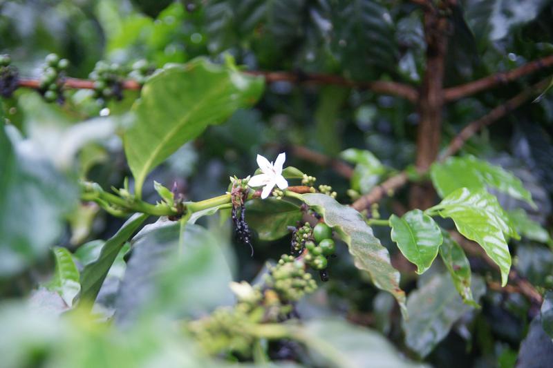 Bild zur Plantage  La Falda Yellow Honey - ideale Kaffee Bedingungen in Costa Rica