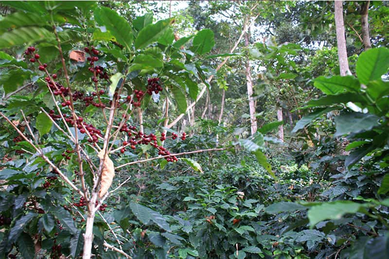 Bild zur Plantage  Finca Ceylan y Anexos - herausragende Qualität im Kaffee aus Guatemala