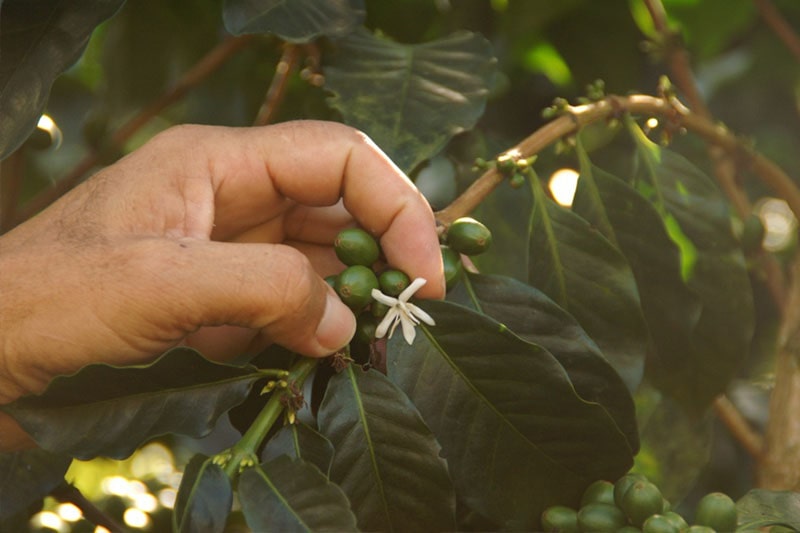 Bild zur Plantage  Hacienda La Claudina - unverwechselbarer Kaffee Geschmack aus Kolumbien