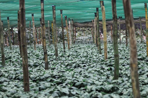 Bild zur Plantage  Finca Las Veraneras - herausragende Kaffeebohnen und Aromen aus El Salvador