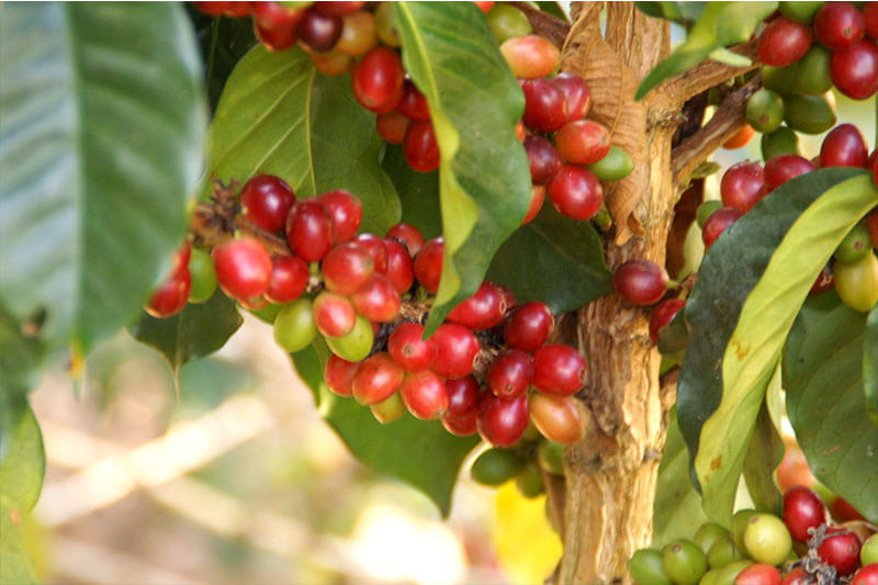 Bild zur Plantage  Specialty Program of Becamo - ideale Bedingungen für den Kaffeeanbau in Honduras