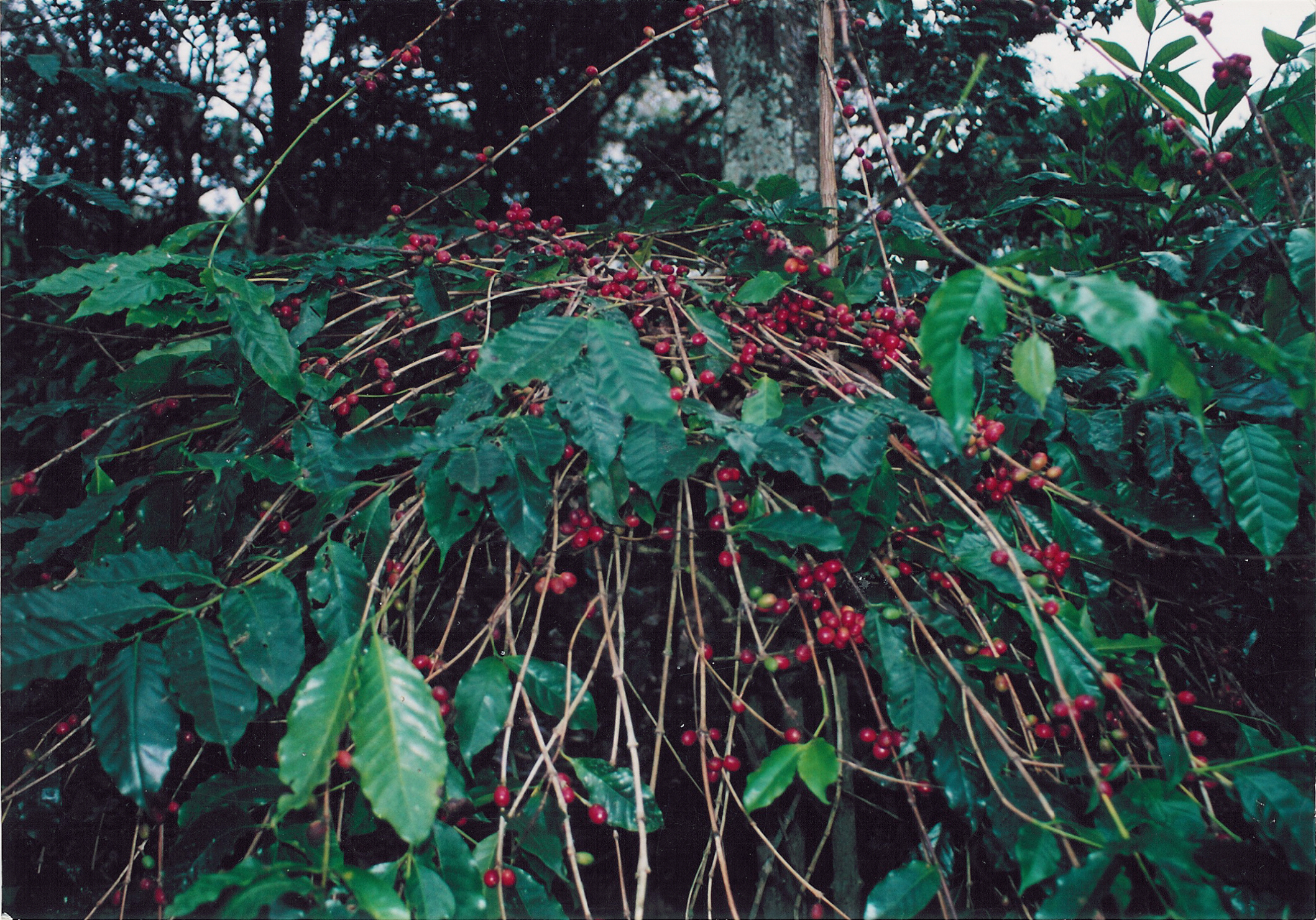 Bild zur Plantage  El Cafetal Estate - außergewöhnlicher Kaffee von Galapagos Ecuador