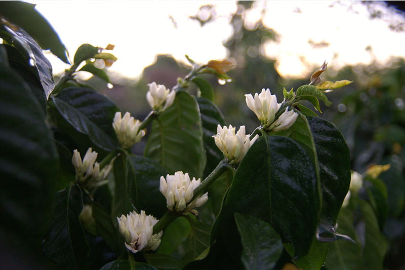 Bild zur Plantage  Blawan Coffee Estate - außergewöhnlicher Kaffee aus Indonesien