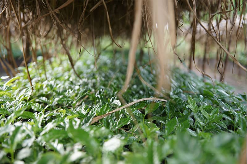 Bild zur Plantage  Baragwi Farmers Cooperative Society Limited - ideale Voraussetzungen für Kaffeeanbau in Kenia