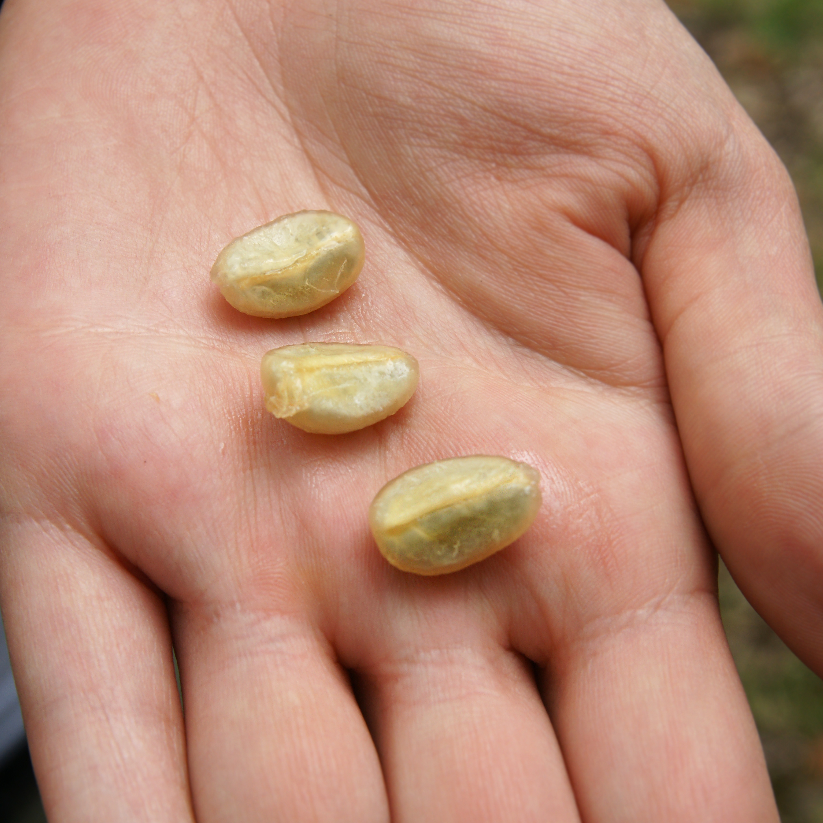 Bild zur Plantage  El Limoncillo Estate, Farmer Erwin Mierisch - erstklassige Kaffees aus Nicaragua