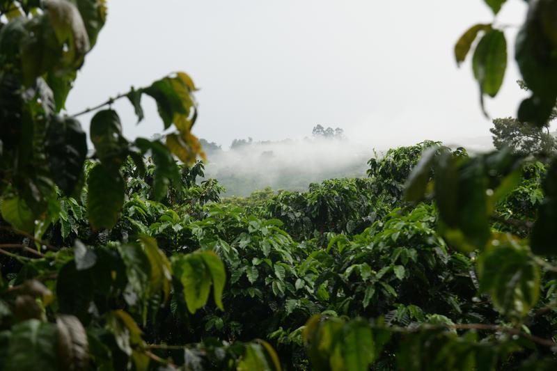 Bild zur Plantage  La Falda Yellow Honey - ideale Kaffee Bedingungen in Costa Rica