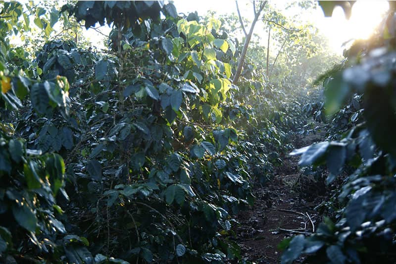 Bild zur Plantage  Blawan Coffee Estate - außergewöhnlicher Kaffee aus Indonesien