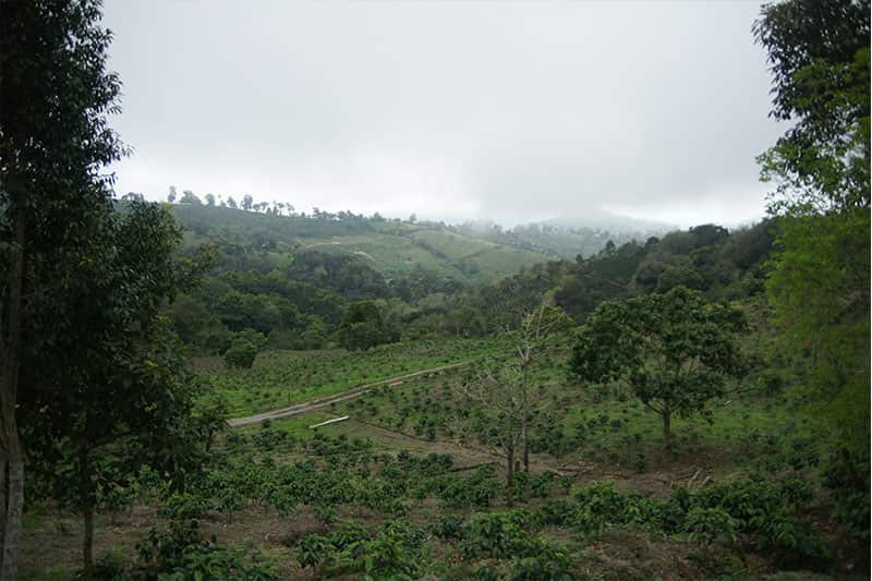 Bild zur Plantage  Ngila Coffee Estate - bestes Kaffee Aroma aus Tansania