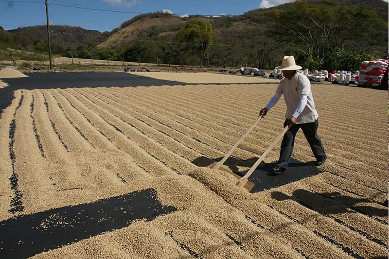 Bild zur Plantage  El Limoncillo Estate, Farmer Erwin Mierisch - erstklassige Kaffees aus Nicaragua