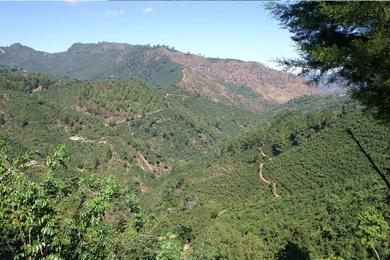 Bild zur Plantage  Finca Ceylan y Anexos - herausragende Qualität im Kaffee aus Guatemala