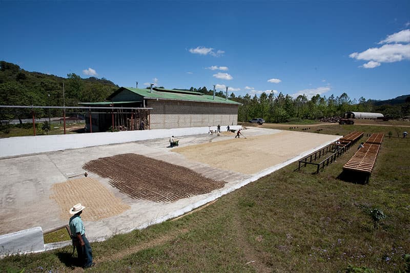 Bild zur Plantage  Flor del Rosario - exquisiter Kaffee aus Guatemala