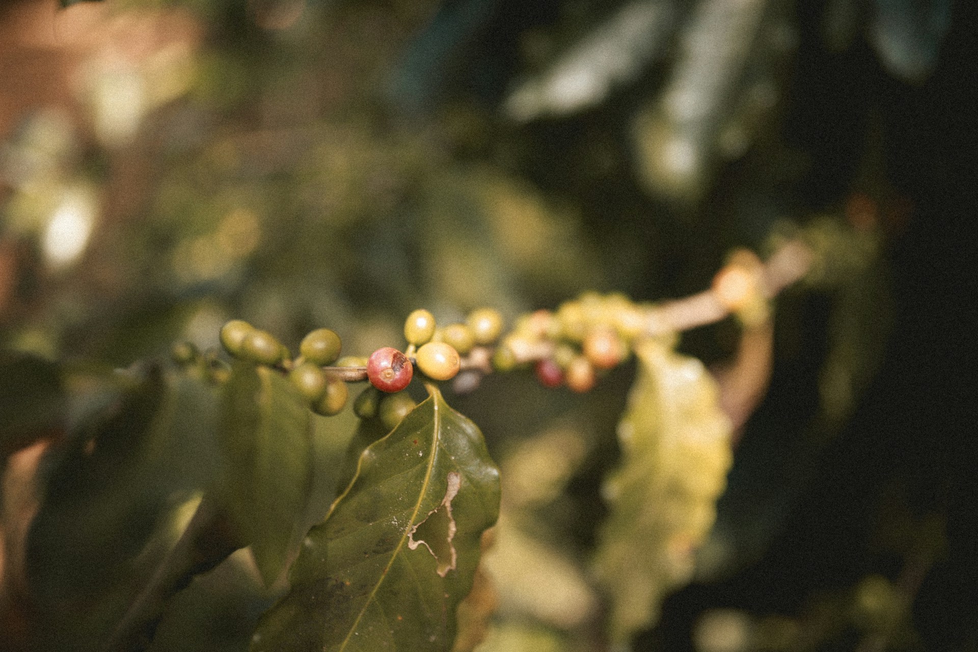 Bild zur Plantage  Kongo Lake Kivu - höchste Kaffee Qualität aus dem Kongo