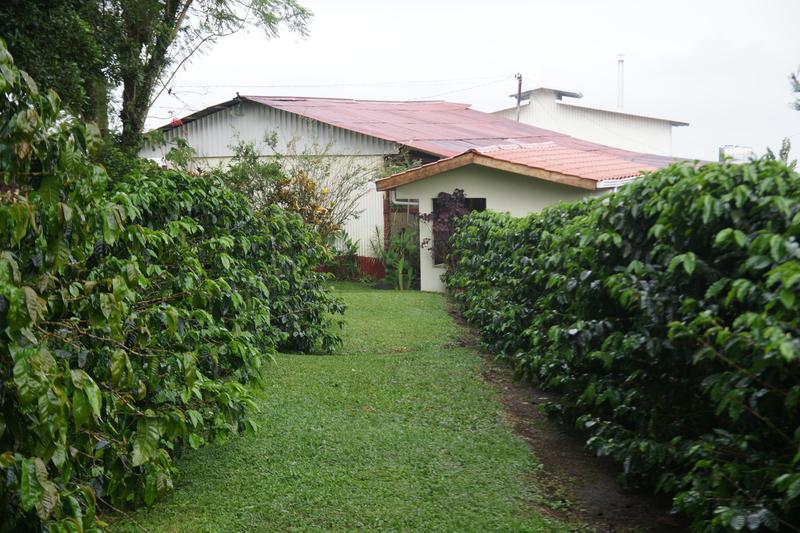 Bild zur Plantage  La Falda Yellow Honey - ideale Kaffee Bedingungen in Costa Rica