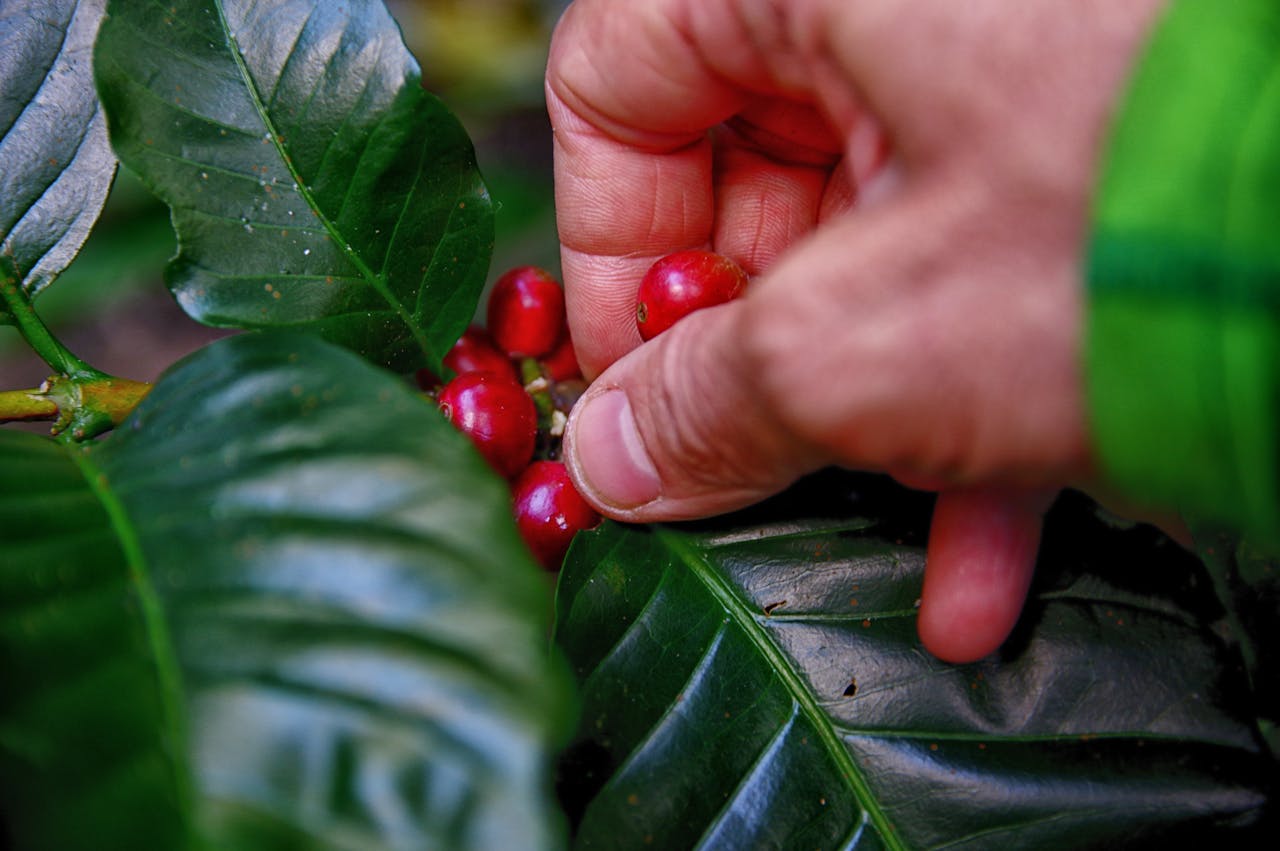 Bild zur Plantage  Cassien Nibaruta - erstklassige Kaffee Qualität aus Burundi