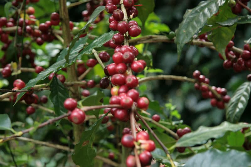 Bild zur Plantage  Fazenda da Lagoa Estate - feine Kaffeebohnen aus Brasilien