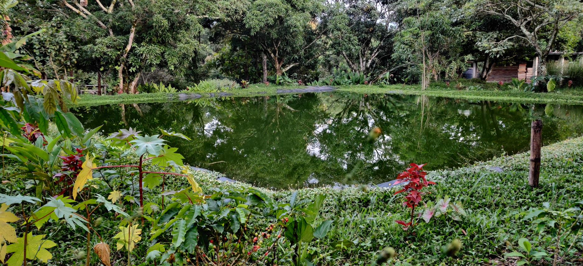 Bild zur Plantage  Finca Las Veraneras - herausragende Kaffeebohnen und Aromen aus El Salvador