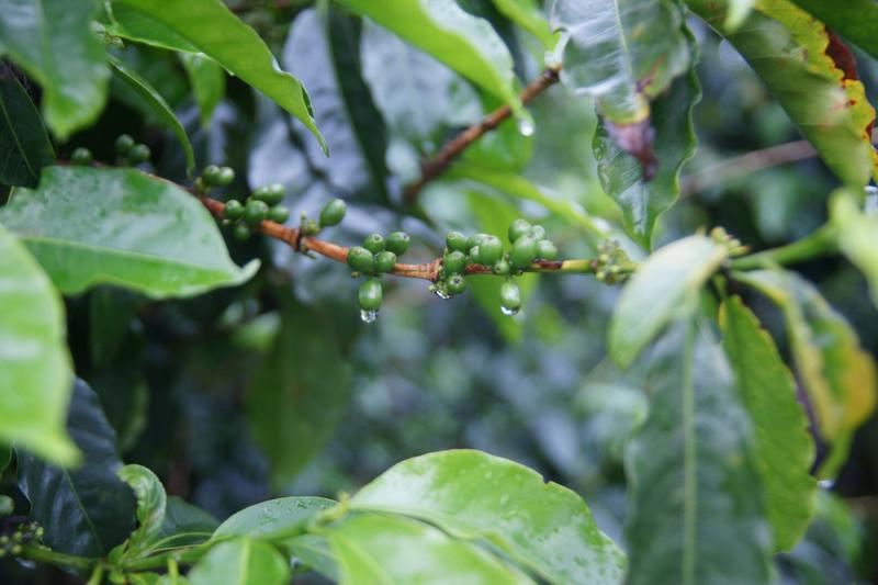 Bild zur Plantage  La Falda Yellow Honey - ideale Kaffee Bedingungen in Costa Rica