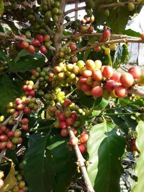 Bild zur Plantage  Gauribesi Estate - unverwechselbare Aromen im Kaffee aus Nepal