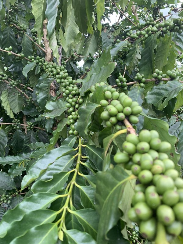 Bild zur Plantage  Skybury Estate - außergewöhnlich einzigartiger Kaffee aus Australien