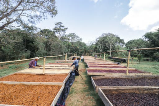 Bild zur Plantage  Finca Las Veraneras - herausragende Kaffeebohnen und Aromen aus El Salvador