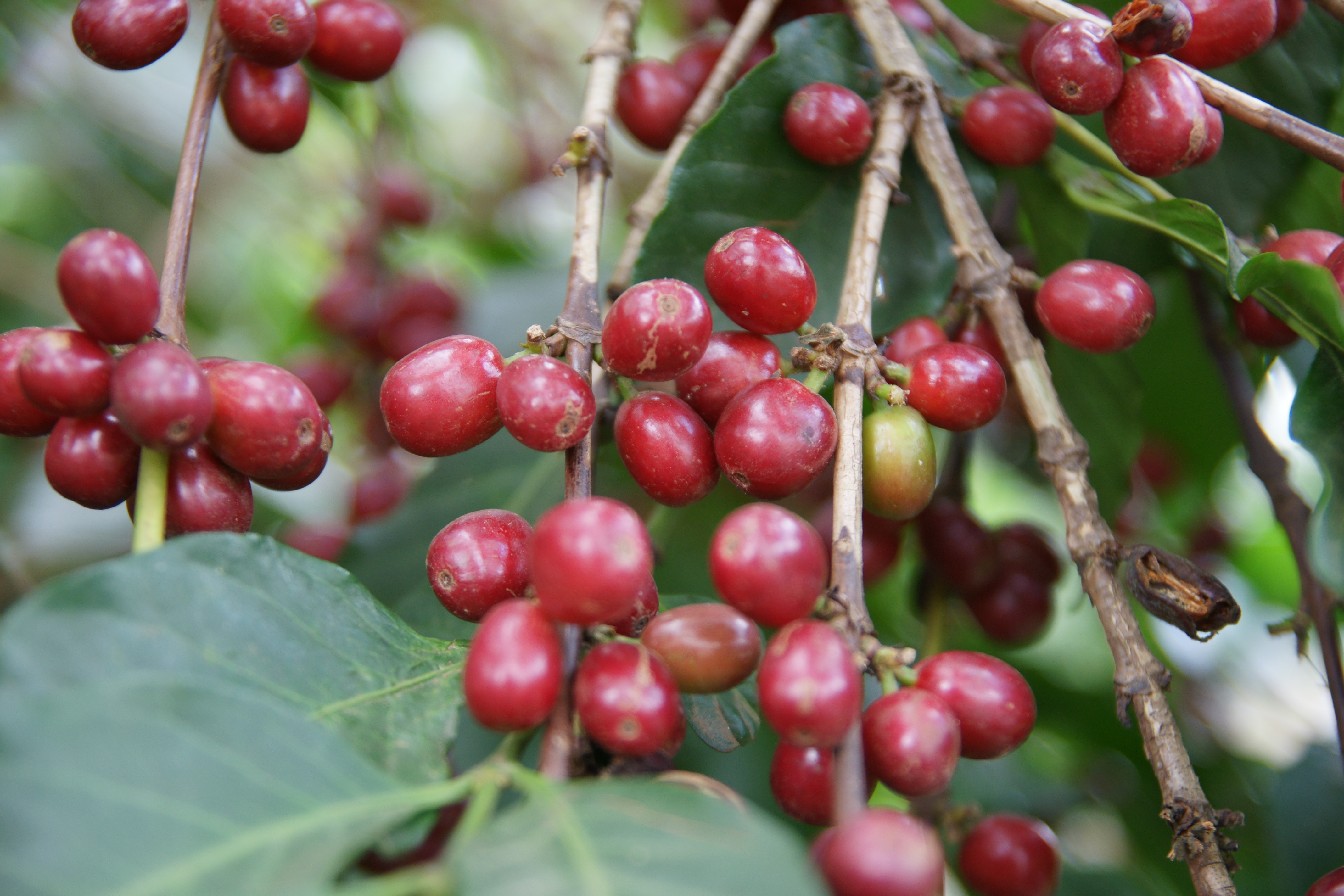 Bild zur Plantage  Farm: Amaro