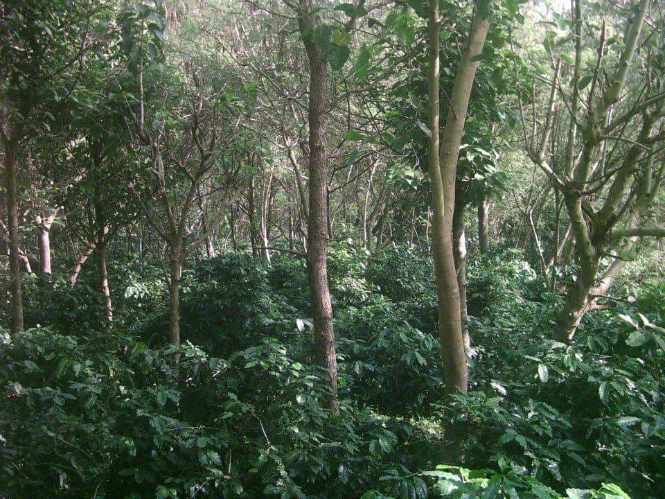 Bild zur Plantage  Gauribesi Estate - unverwechselbare Aromen im Kaffee aus Nepal