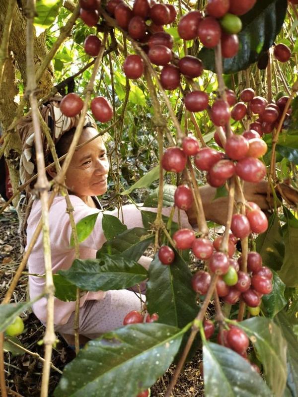 Bild zur Plantage  Da’Gabo Bajawa Estate