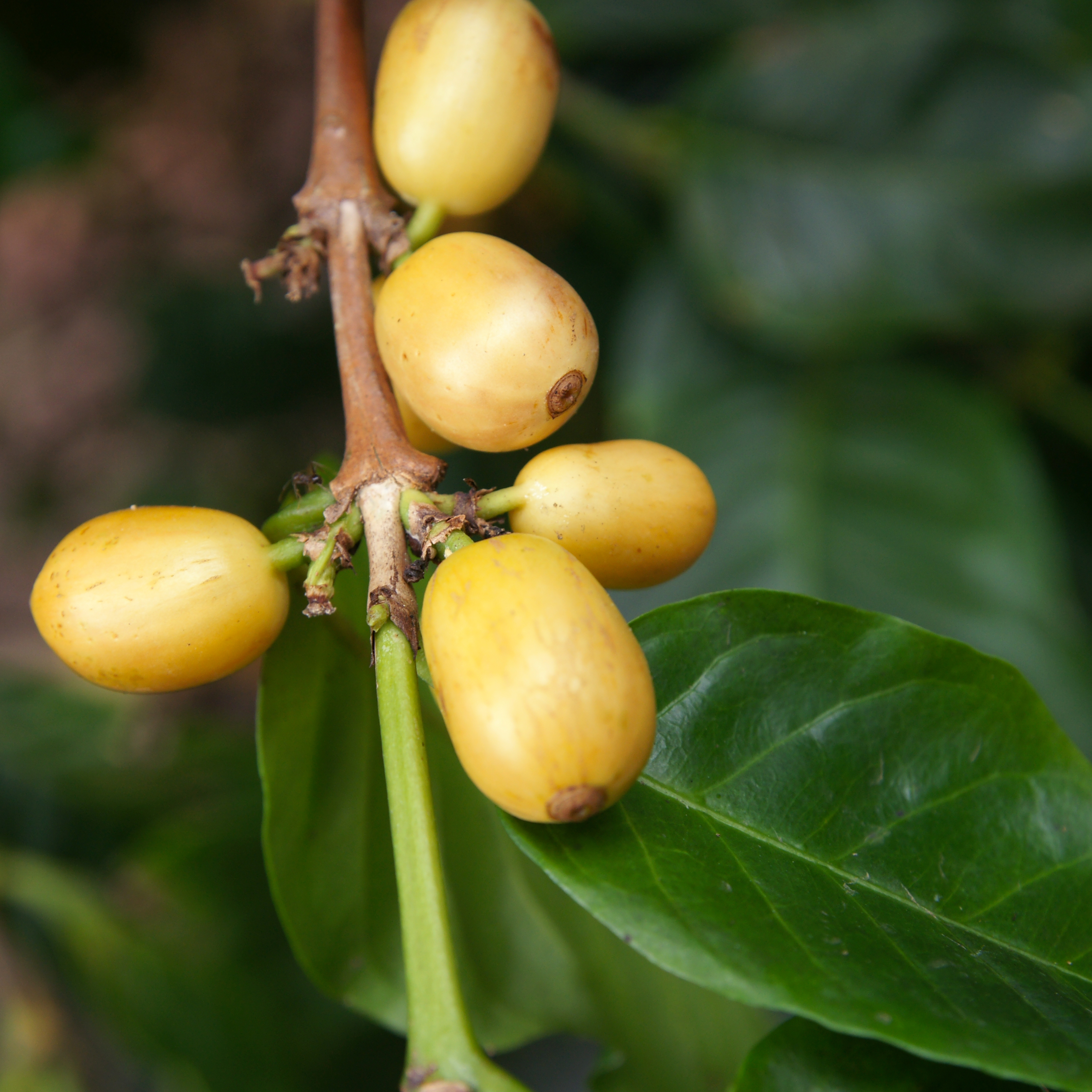 Bild zur Plantage  El Limoncillo Estate, Farmer Erwin Mierisch - erstklassige Kaffees aus Nicaragua