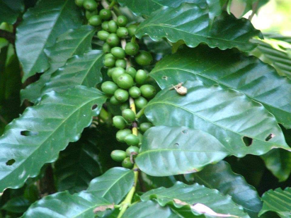 Bild zur Plantage  Gauribesi Estate - unverwechselbare Aromen im Kaffee aus Nepal