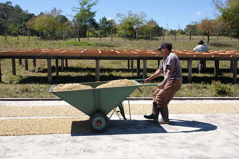 Bild zur Plantage  Flor del Rosario - exquisiter Kaffee aus Guatemala