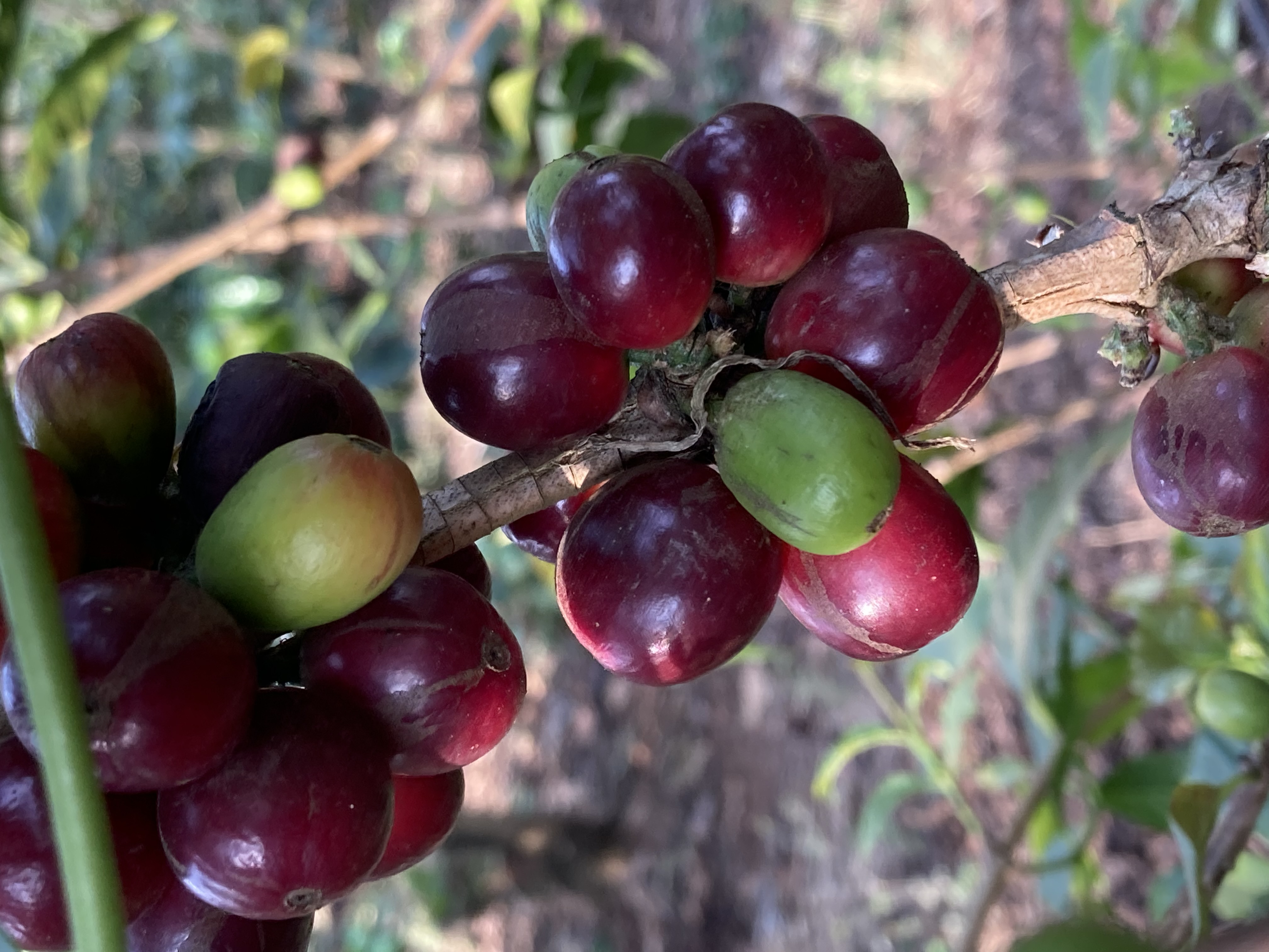 Bild zur Plantage  Ngila Coffee Estate - bestes Kaffee Aroma aus Tansania