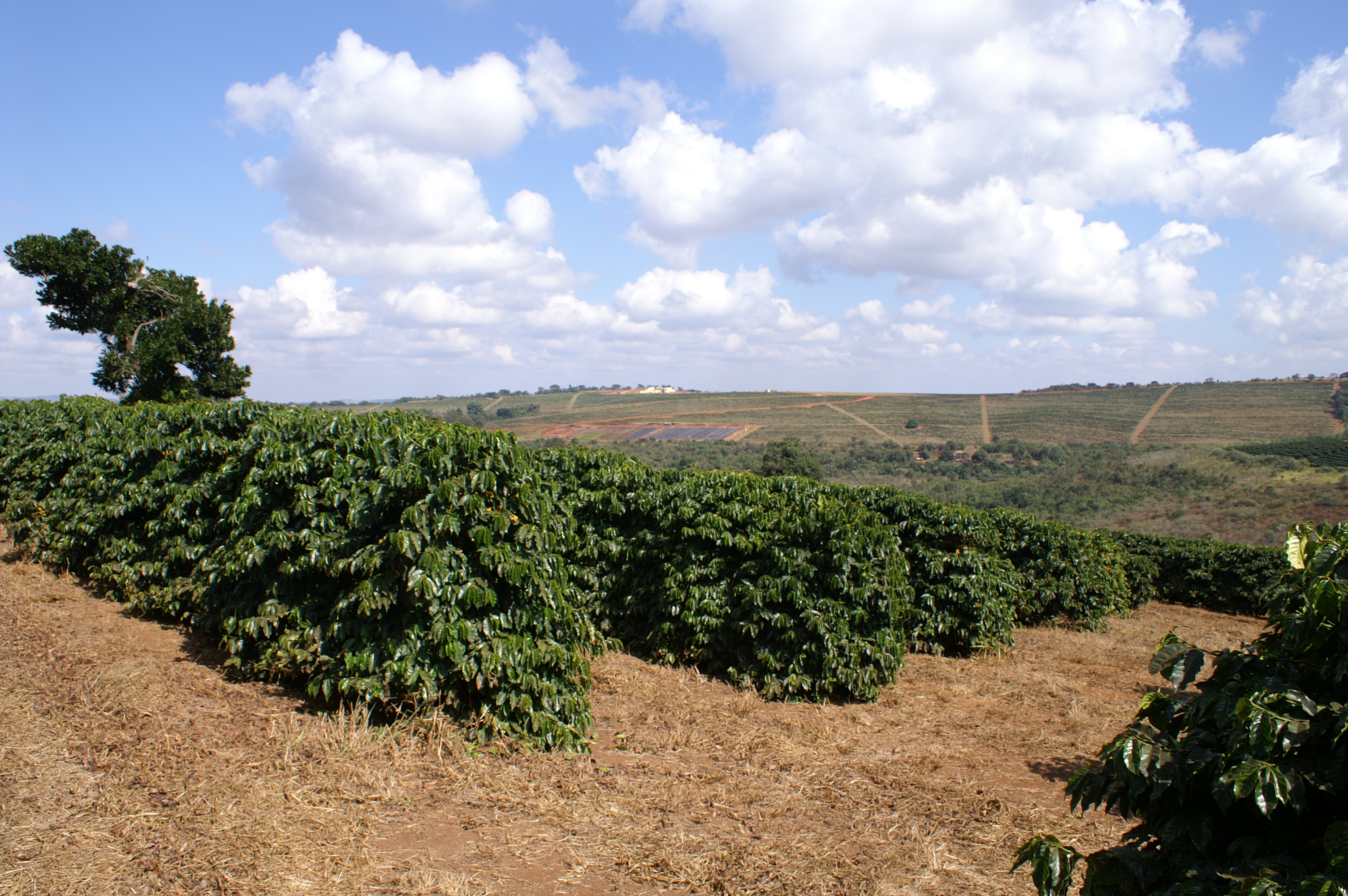 Bild zur Plantage  Fazenda da Lagoa Estate - feine Kaffeebohnen aus Brasilien