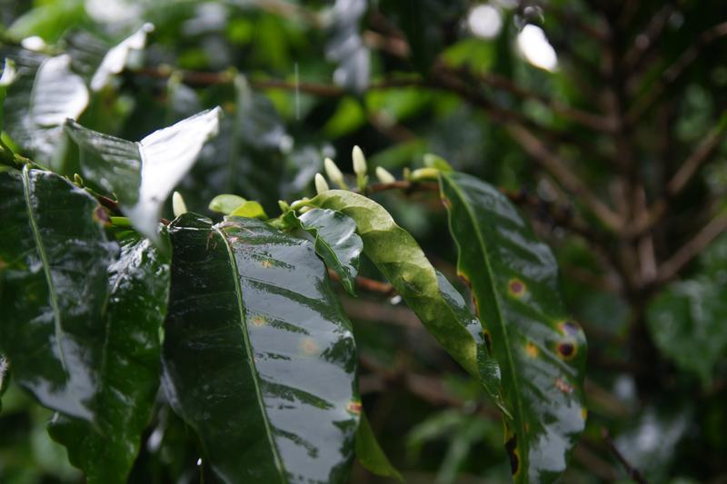 Bild zur Plantage  La Falda Yellow Honey - ideale Kaffee Bedingungen in Costa Rica