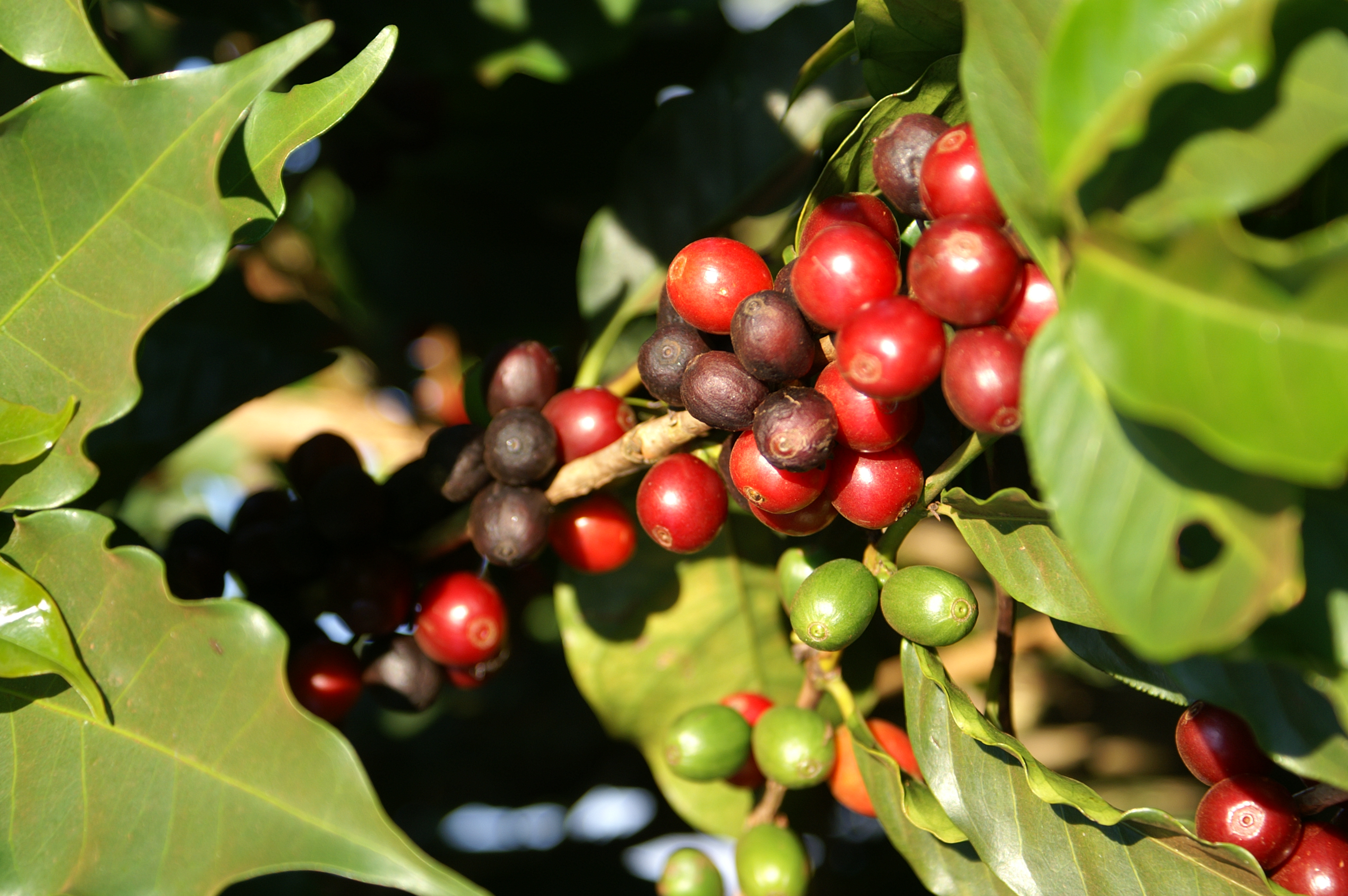 Bild zur Plantage  Fazenda da Lagoa Estate - feine Kaffeebohnen aus Brasilien