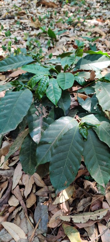 Bild zur Plantage  Finca Las Veraneras - herausragende Kaffeebohnen und Aromen aus El Salvador